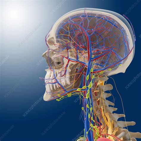 Head And Neck Anatomy Artwork Stock Image C014 0513 Science