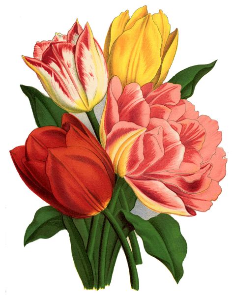 12 Spring Tulips Images The Graphics Fairy