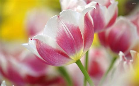 Tulips Flower For Wallpaper Best Flower Wallpaper