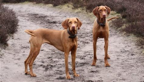 Smooth Vizsla Hungarian Pointer Breed Information And Images