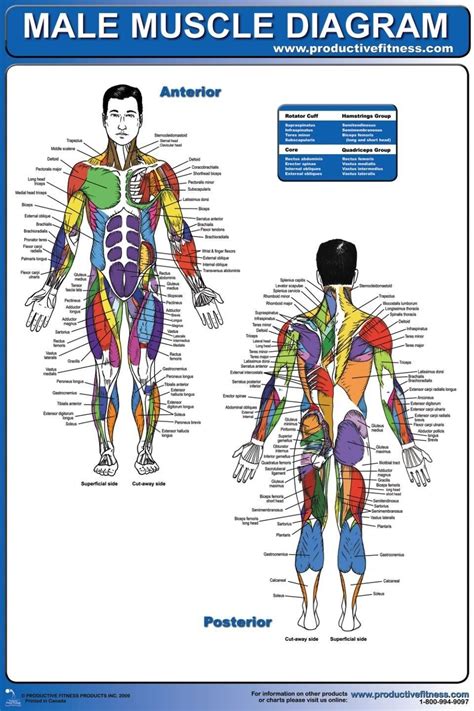 A muscle of the medial thigh that originates on the pubis. Muscle Chart Male | Muscle diagram, Muscle women, Fitness motivation inspiration