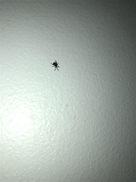 Can Someone Help Identify This Bug Found In My Bathroom In Washington