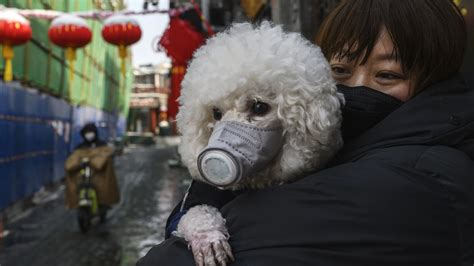 Coronavirus In Dogs Covid 19 Test Positive In Hong Kong Patients Pet