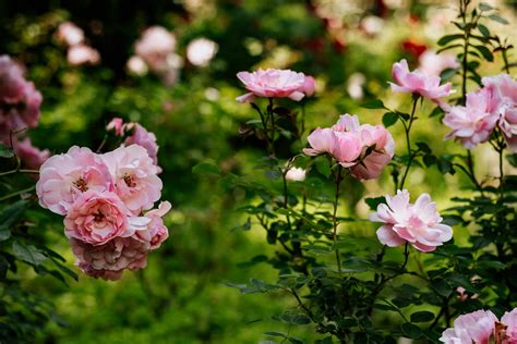 Why Queen Marys Rose Garden Is A Must Visit Destination