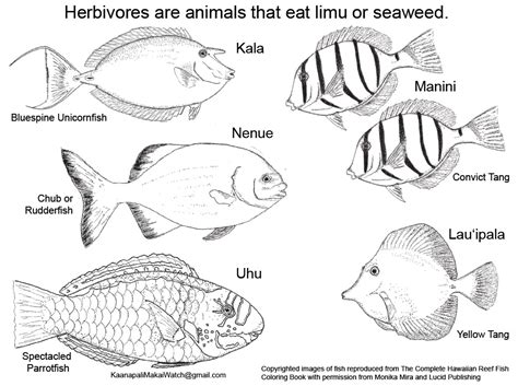 Maui Ocean Bloggers Herbivore And Khfma Coloring Page