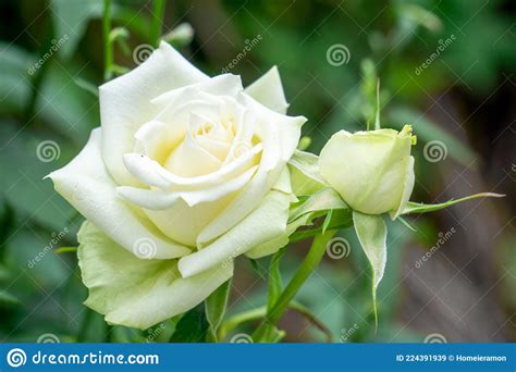 White Roses Flower In The Garden Stock Image Image Of Colorful