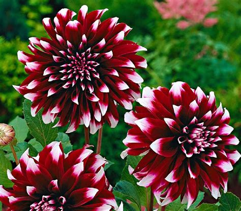 Us Seller Rare Beautiful Perennial Dahlia Flowers Seeds 20pcs Etsy