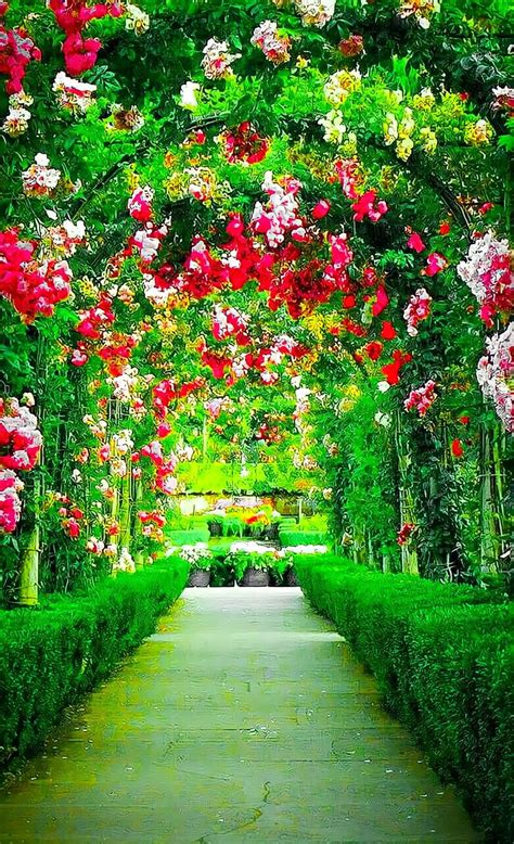 Garden Background Flower Garden Beautiful Flowers Photography