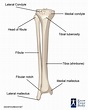 Tibia - Anatomy, Location, Structure and FAQs