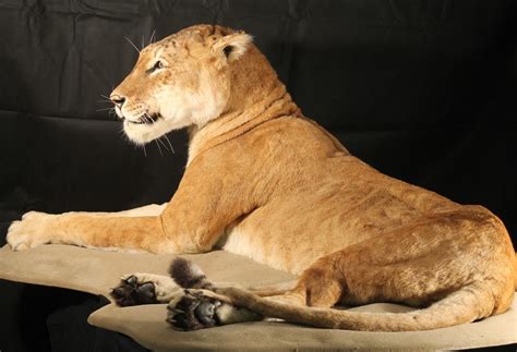 Maude The Tigon Back On Show At Manchester Museum