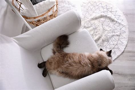 Cute Balinese Cat Laying And Looking At Viewer Stock Photo Image Of