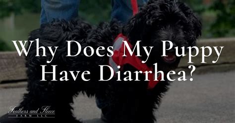 Why Does My Puppy Have Diarrhea Answered And Explained