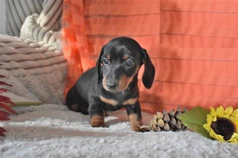 Join millions of people using oodle to find puppies for adoption, dog and puppy listings, and other pets adoption. View Image #1 for CBCA Dachshund puppies : Vancouver ...