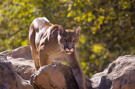 Cougar Mountain Lion Habitat