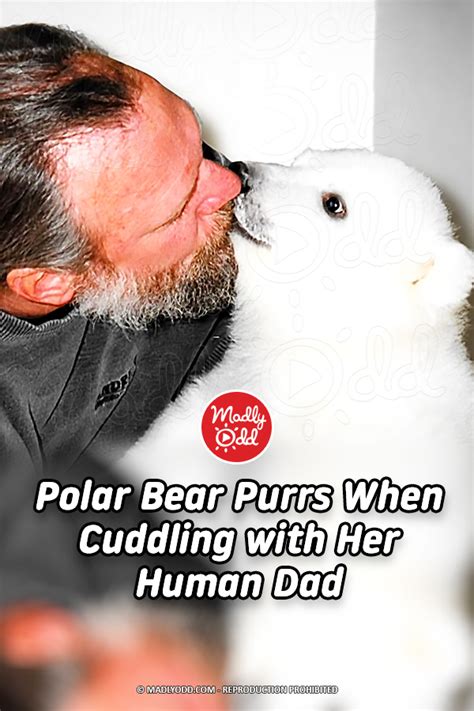 Polar Bear Purrs When Cuddling With Her Human Dad Madly Odd