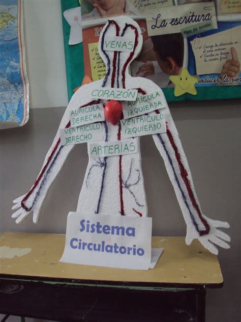 Hacer Una Maqueta Del Sistema Circulatorio Paso A Como Hacer Una