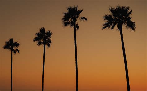Download Wallpaper 3840x2400 Palms Trees Silhouettes Dusk 4k Ultra