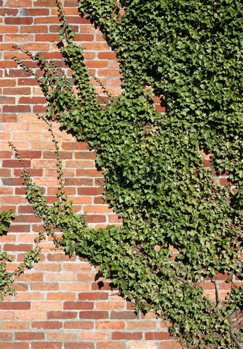 Ivy Clad Wall Stock Photo Image Of Fine Flora Leaf Plant 107936