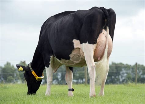 Increase Dairy Cow Milk Production Nedap Livestock Management