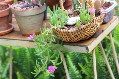 Vanenjoy desktop cute cartoon herbivorous dinosaur pink ceramic succulent planter with tray, bonsai cactus flower pot vase holder decorative organizer. Gardening in Africa: What is a garden without Vygies?