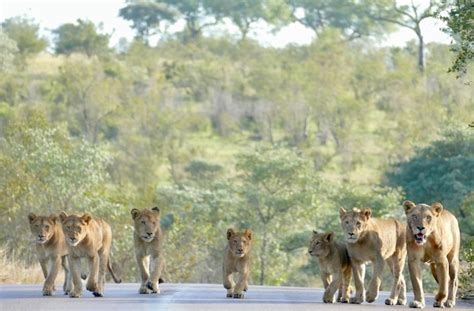 Premium Photo Big Lion Crossing The Road A Lioness With Cubs Crosses