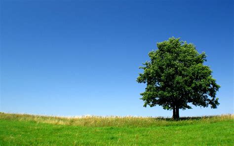 Tree Background Wallpaper 58 Images
