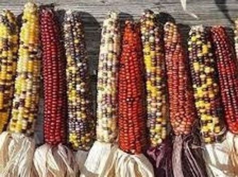 Ornamental Indian Corn 50 Seeds Etsy
