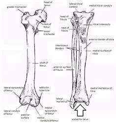 The foot bones shown in this diagram are the talus, navicular, cuneiform, cuboid, metatarsals and calcaneus. Labelled Tibia and Fibula. | Anatomy bones, Medical anatomy, Human anatomy and physiology