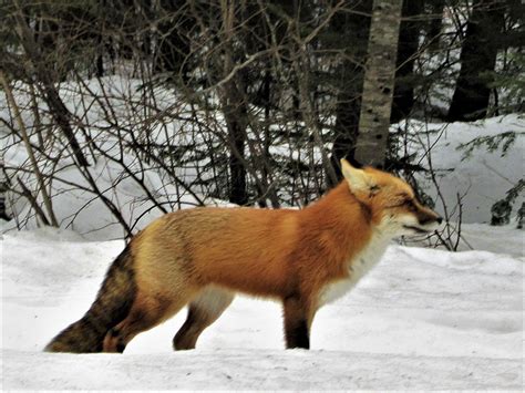 Minnesota Seasons Red Fox