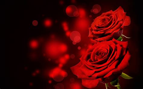 วอลเปเปอร์ ดอกไม้ สีแดง ดอกกุหลาบ วงกลม ปลูก ความมืด กลีบดอก
