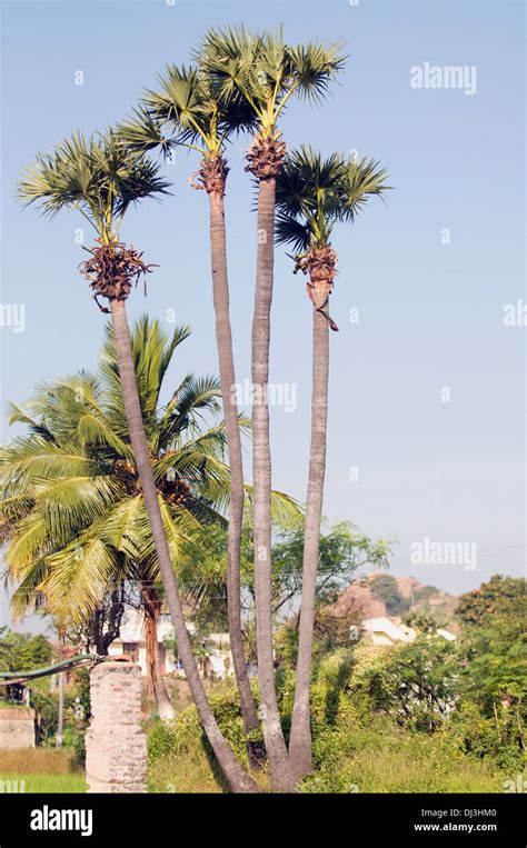Coconut Palms In Tiruvannamalai Southern India Stock Photo Alamy