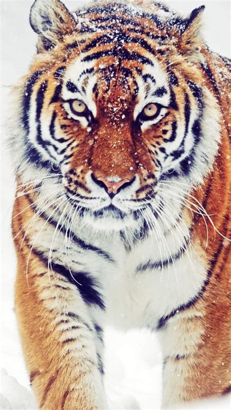 Siberian Tiger 4k Wallpapers Wallpaper Cave