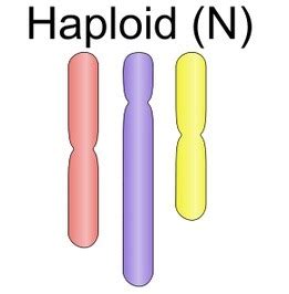 A single cell, individual, or generation characterized by the diploid. Haploid diploid - Økologisk husdyrhold