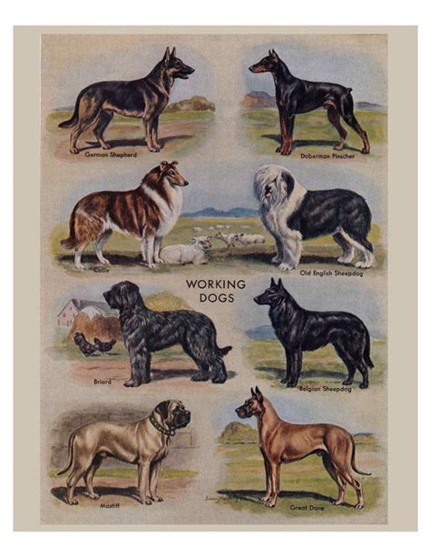 Vintage Dog Prints From The 1950s Five Printable Digital Downloads