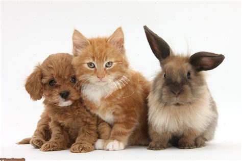 Puppys Ps And Kittens On Pinterest