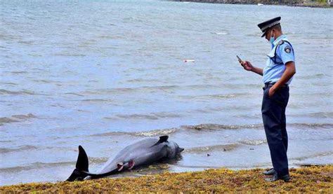 40 Dolphins Found Dead In Mauritius Oil Spill