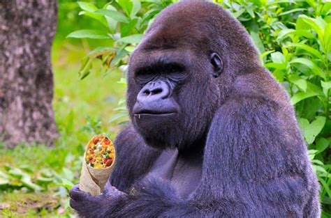 This 800 Lb Gorilla Only Eats Gourmet Vegetarian Curry Tempeh Wraps
