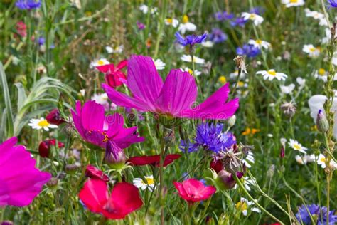 Close Look At Multi Colorful Flowers In Meadow At Sunshine Summer Day
