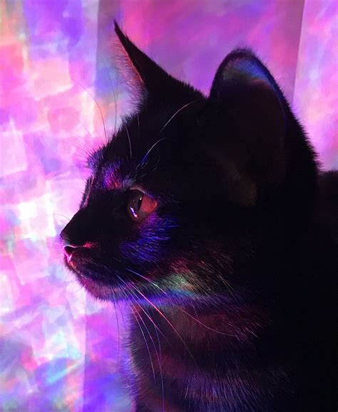 Imgur The Magic Of The Internet Cat Aesthetic Internet Cats Purple Cat