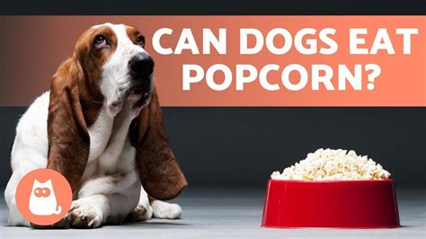 Can Dogs Eat Popcorn Petietec