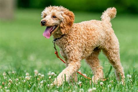 10 Popular And Rare Types Of Doodle Dogs Petdt