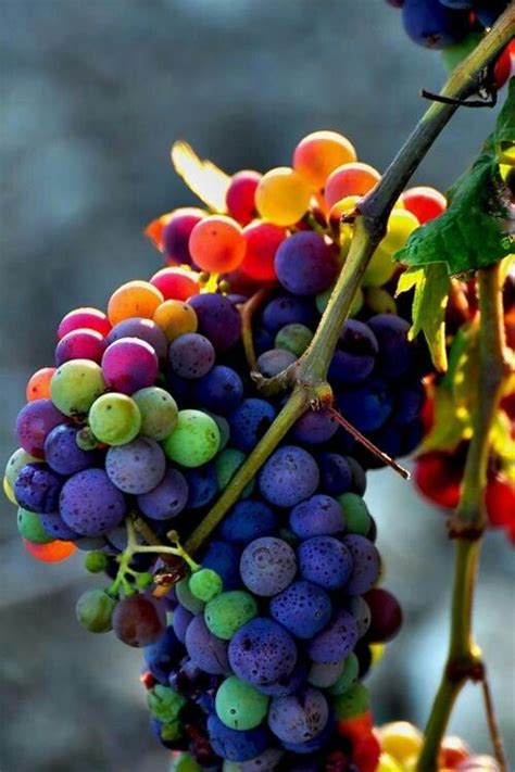Grapes Ripening Who Knew There Would Be So Many Colours Beautiful
