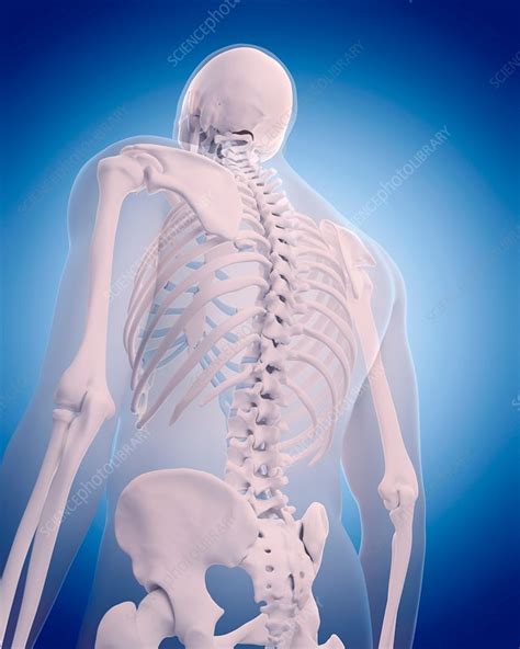 It provides a basic framework in form of skeleton on which everything is else is laid on and anchored to. Bones of human back - Stock Image - F016/2728 - Science Photo Library
