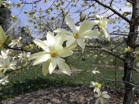 15 Types Of Magnolia Trees And Shrubs With Photos Dengarden