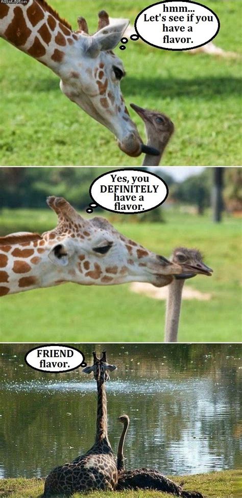 Ostrich Pictures And Jokes Funny Pictures And Best Jokes