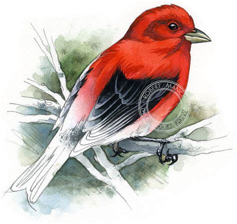 Scarlet Tanager Bird Art Wildlife Art Nature Print Of Original