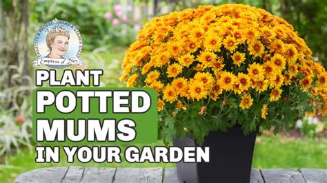 How To Plant Hardy Potted Mums As Year Round Perennials Youtube