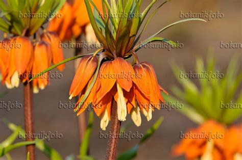 Image Crown Imperial Fritillaria Imperialis 483194 Images Of