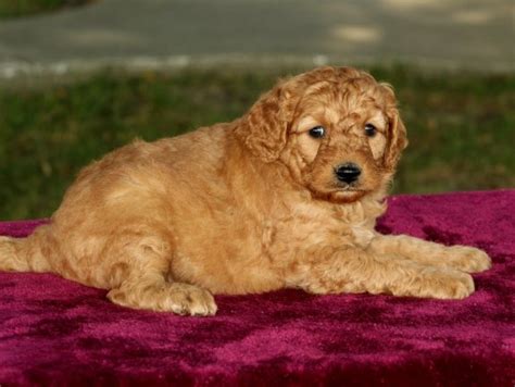 They are a cross between a golden retriever & a poodle. Holly | F1B Mini Goldendoodle Puppy