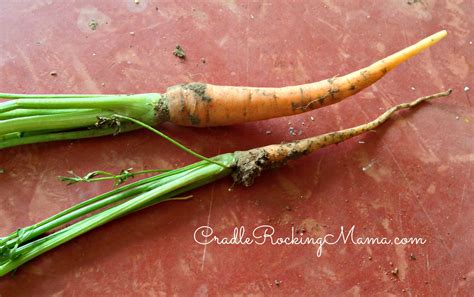 Carrots are generally mature about ten to 12 weeks after planting. Brown Thumb Gardener - The Harvest Begins